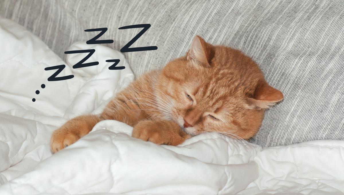 ¿Es peligroso que tu gato ronque? La respuesta de los especialistas